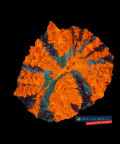 Acanthophyllia Mastergrade XL