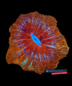 Acanthophyllia dark XXL