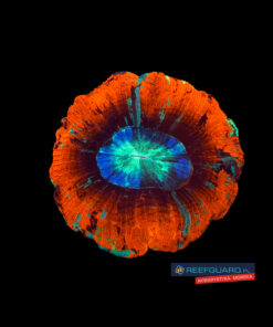 Trachyphyllia Geoffroyi Red