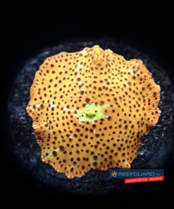 Discosoma Ultra Golden skitlle