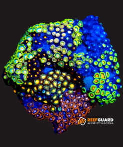 Zoa multi Garden Zoanthus #01 Skałka